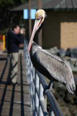 Bird watch...