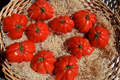 Tomato - Lycopersicum
