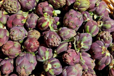 Artichoke - Cynara cardunculus
