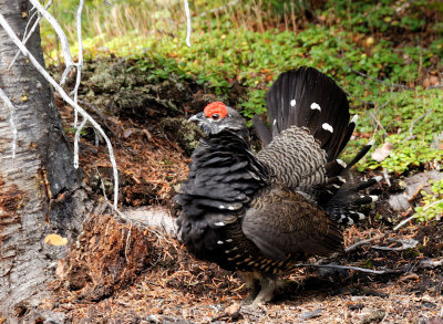 Male Franklins Grouse