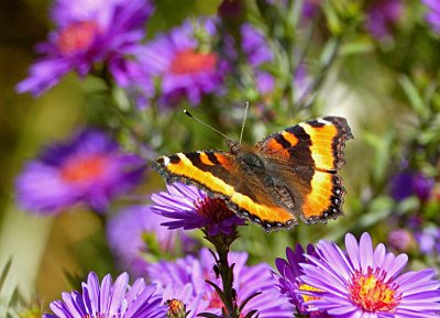 Painted Lady on Fall Asters