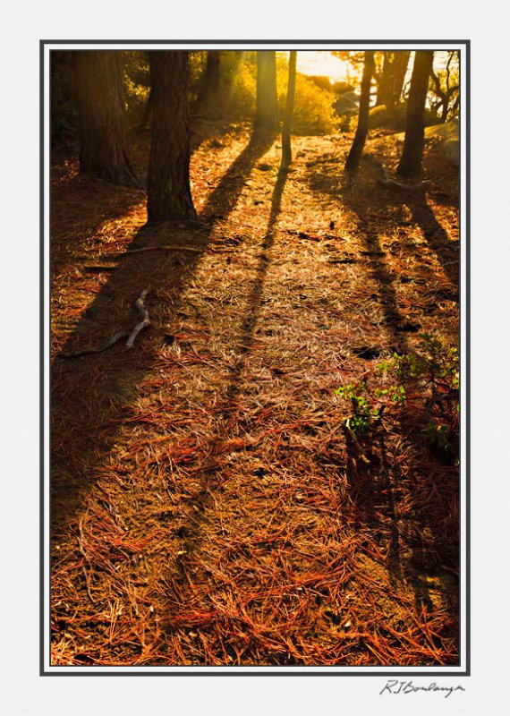 Tall Shadows