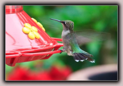 Ruby-Throated Humming Bird (1)