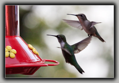 Ruby-Throated Humming Birds (2)