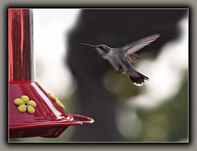 Ruby-Throated Humming Bird (3)