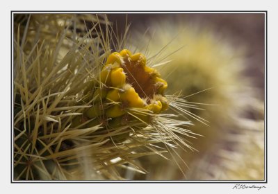 Chollo Cactus In Bloom