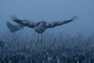 CRANES AT HAHULA LAKE