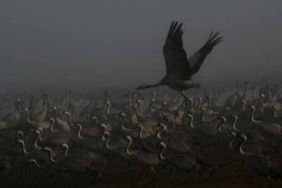 CRANES AT HAHULA LAKE