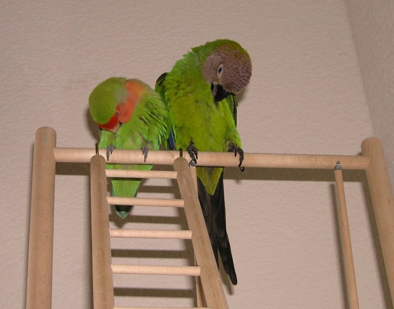 Mojito and Peachy preening themselves
