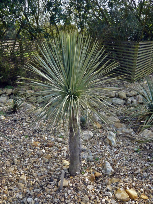 Yucca Linnearis