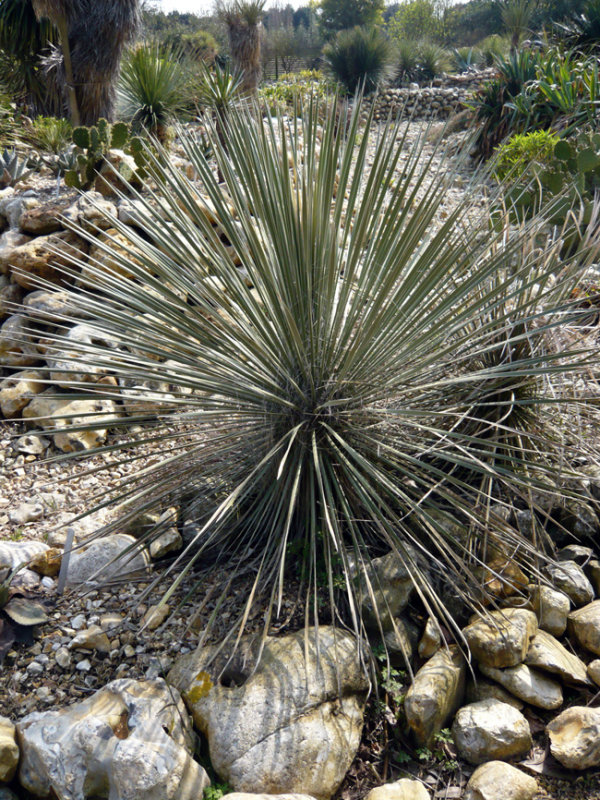 Yucca elata