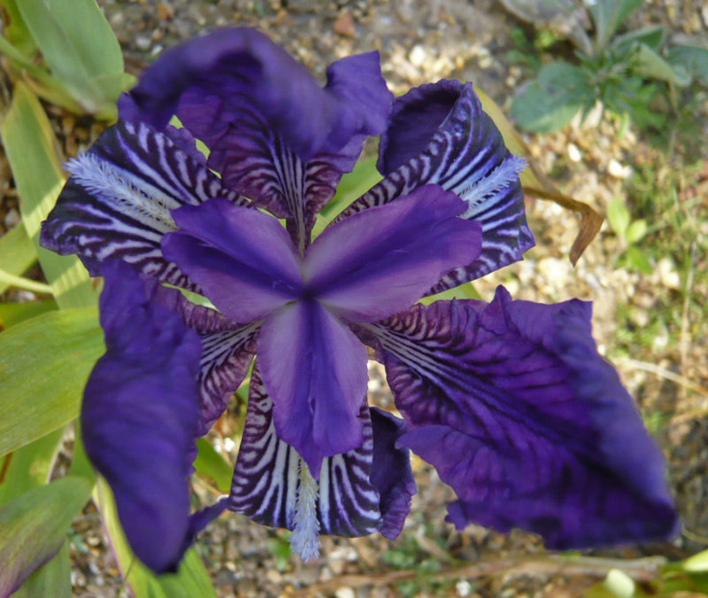 Iris sp