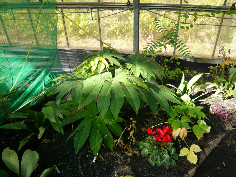 variegated Tetrapanax