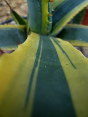 Variegated Salmiana detail