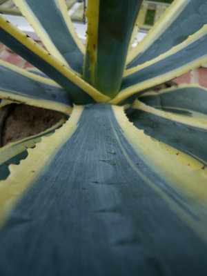Americana marginata detail