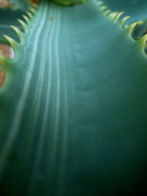 Variegated Aloe Arborescens leaf detail