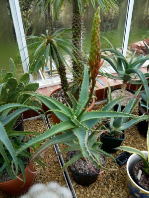 Aloe Arborescens Variegata flowering