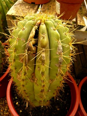 February 2009 (rotted Trichocereus)