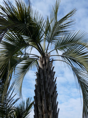 February 2009 Butia Yatay