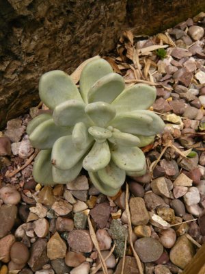 Pachyphytum Bracteosum