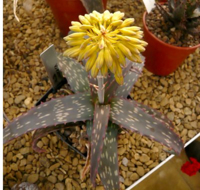 Aloe sinkatana
