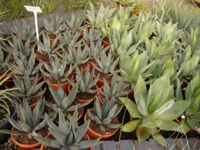 Agave Nigra (left) and Mitis (right)