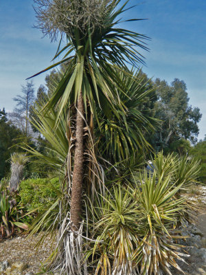 Arid Garden (cordyline australis)