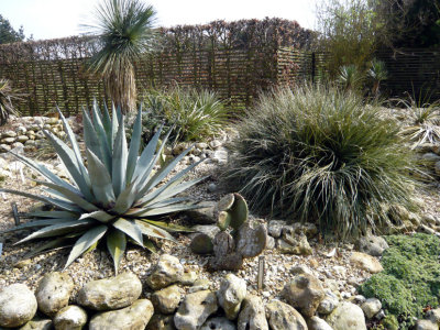 Agave and fascicularia