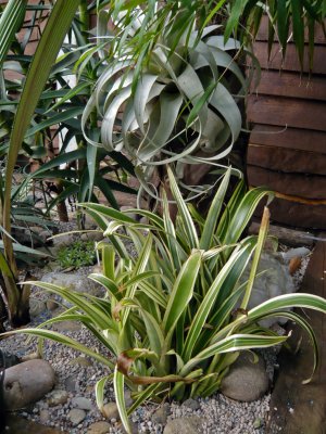 billbergia nutans variegata