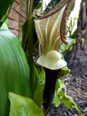 Arisaema Sikokianum variegated