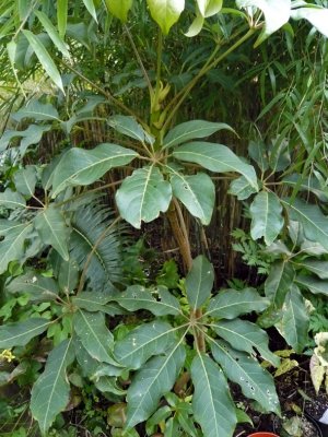 Schefflera Alpinia