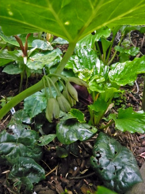 Podophyllum pleianthum