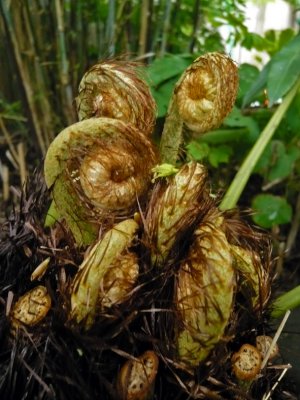 Blechnum Tabulare croziers