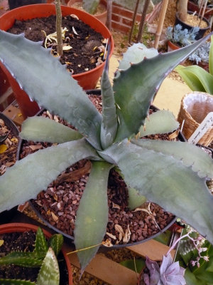 Agave Salmiana var ferox