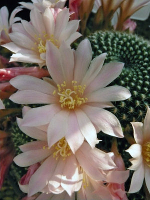 Flowering Rebutia