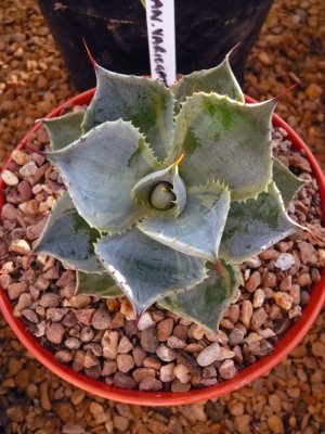 Agave Potatorum Marginata