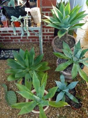 Various