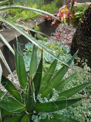 Agave Fillifera