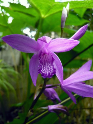 Bletilla Striata Variegata