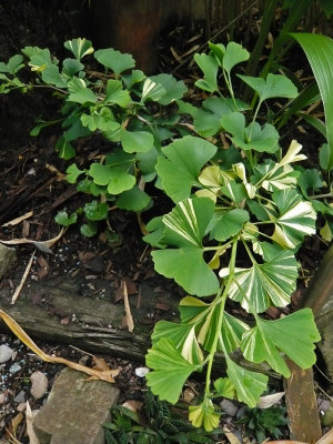 Gingko Variegata