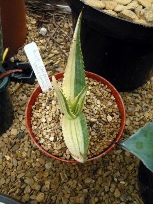 Variegated Aloe