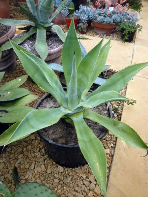 Agave Seemanniana