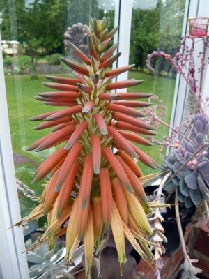 Aloe Brevifolia flower