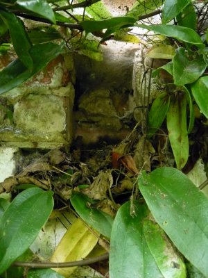 Robins nest!