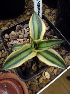 Lophantha quadricolor pup