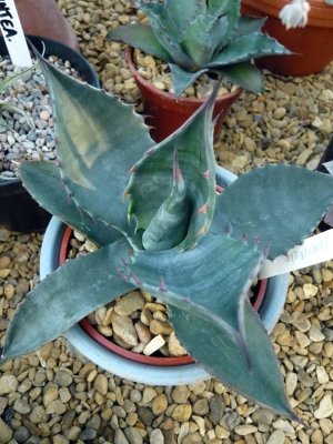 Coarctata pup