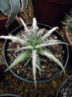 Hechtia lepidophylla