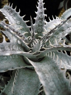 Dyckia marnier-lapostollei hybrid