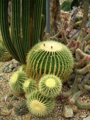 Hollygate Cactus Nursery