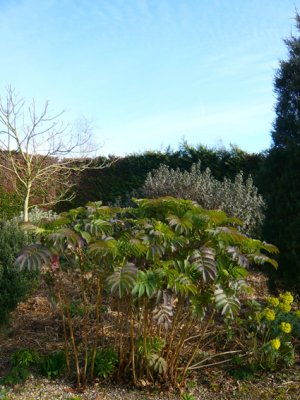Melianthus Major in the gravel garden